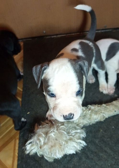 Крупный щенок амстаффа. ККУ. 19.11.25