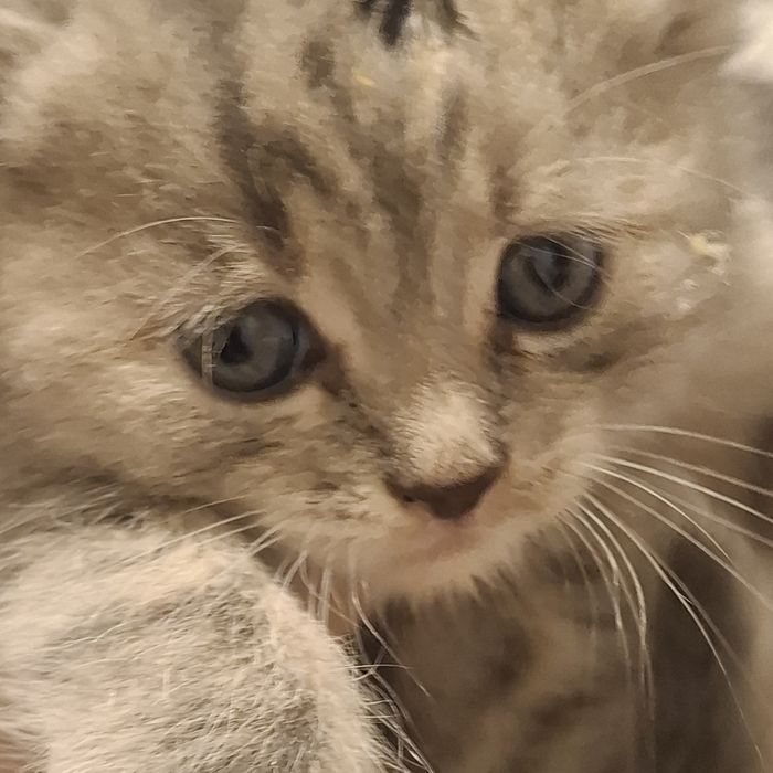 Віддаються у добрі відповідальні ручки кошенята