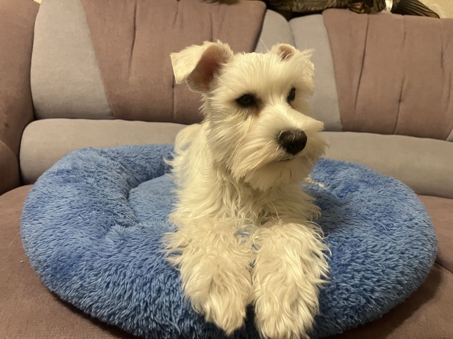 Цуценята білого цвергшнауцера