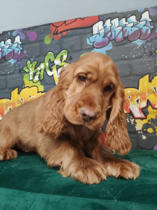 Cocker Spaniel Angielski -suczka Gotowa  do odbioru