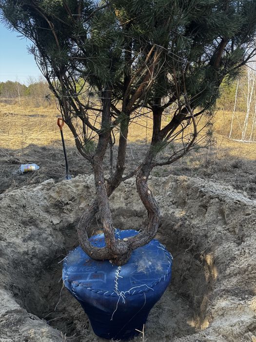 Крупномірні дерева