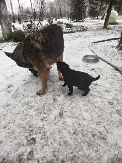 Szczeniaki szukają domów.
