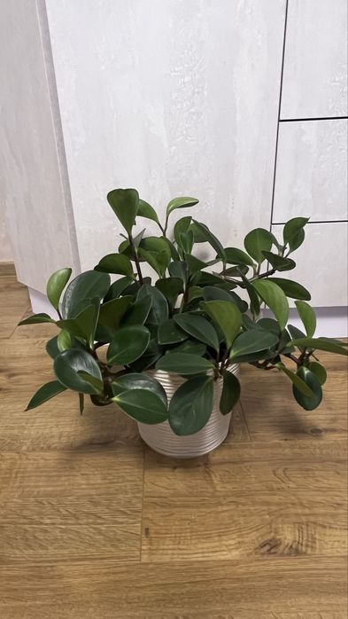 Пеперомія  туполиста (кімнатна рослина)