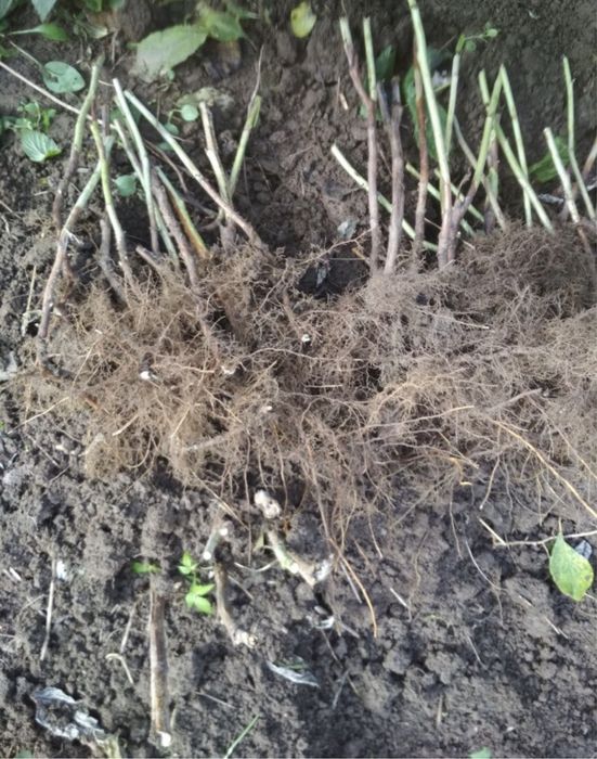 Саджанці ремонтантної малини