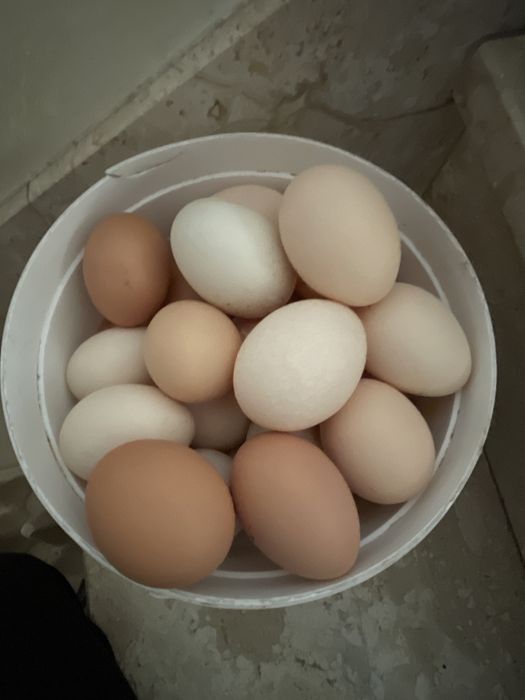 Jajka wiejskie jajko