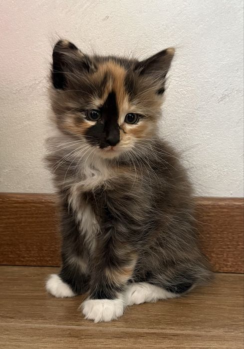 Kolorowa Kurylski Bobtail FPL – unikatowa kotka mini ryś