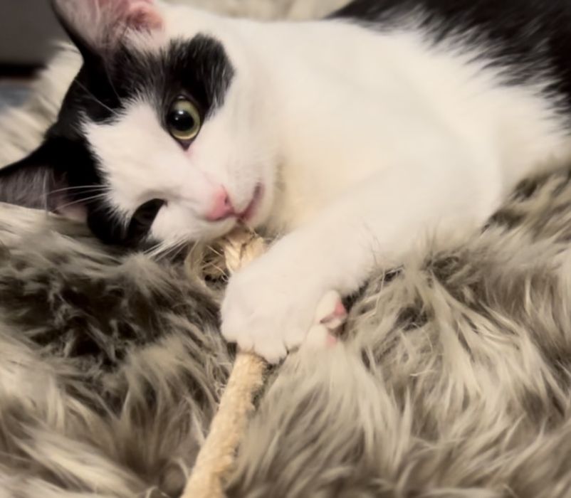 Cudowna kotka Gwiazdka szuka domku