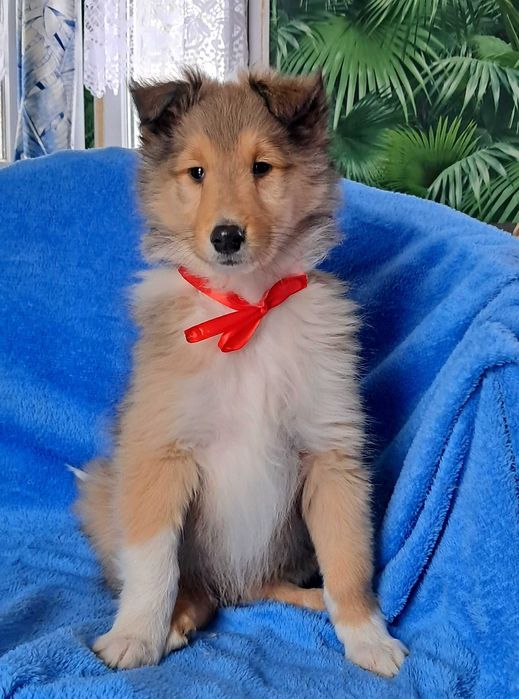 Owczarek Szkocki- szczeniak