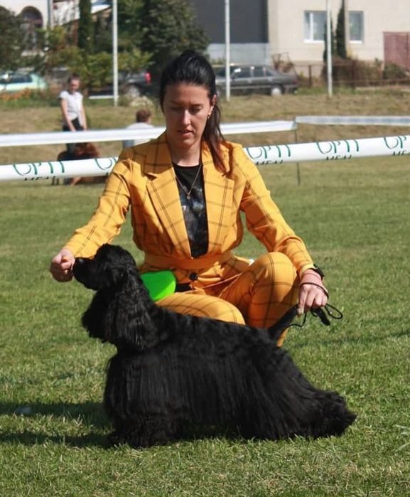 Американський кокер спаніель!вʼязка