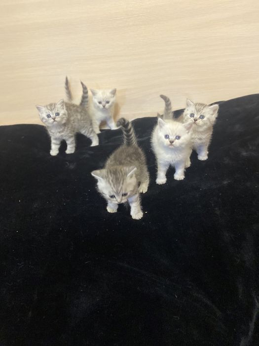 Шотландские котята