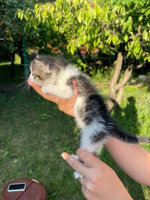 Кошенята 1,5 місяці