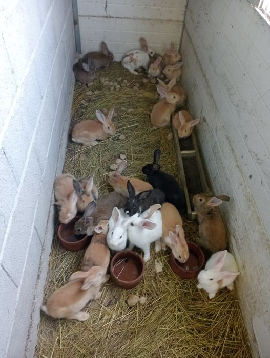 Vendo coelhos caseiros