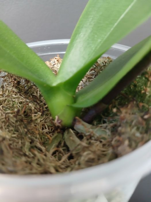 Орхідея триліпс продам