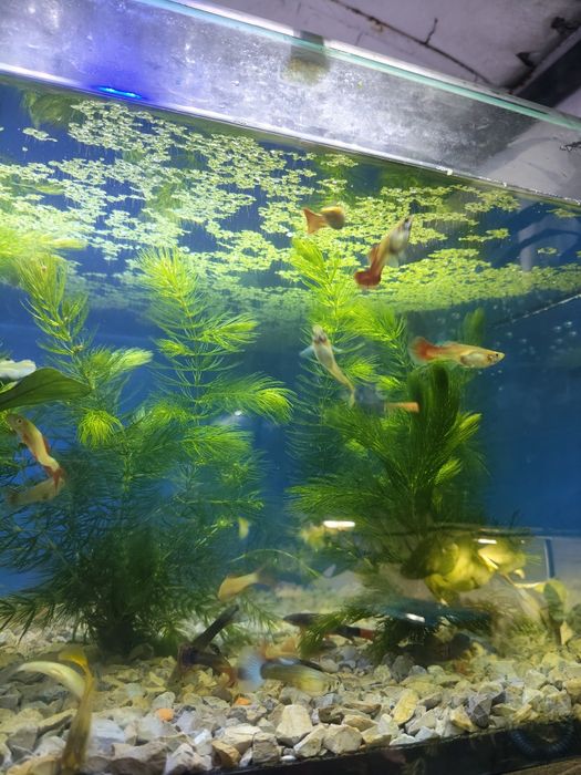 Guppys fêmeas variadas cores