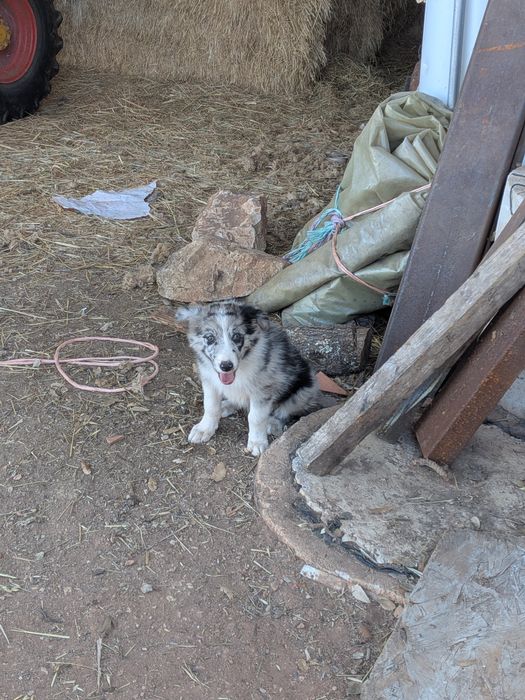 Border Collie Merle Macho