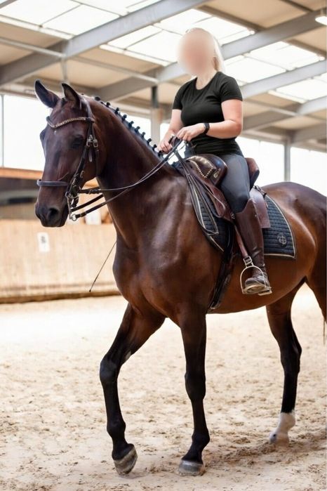 Égua Warmblood Westfalia de Elite 9 Anos First Selection x Marquis