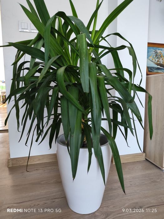 Jukka gwatemalska (Yucca elephantipes) – 110–120 cm