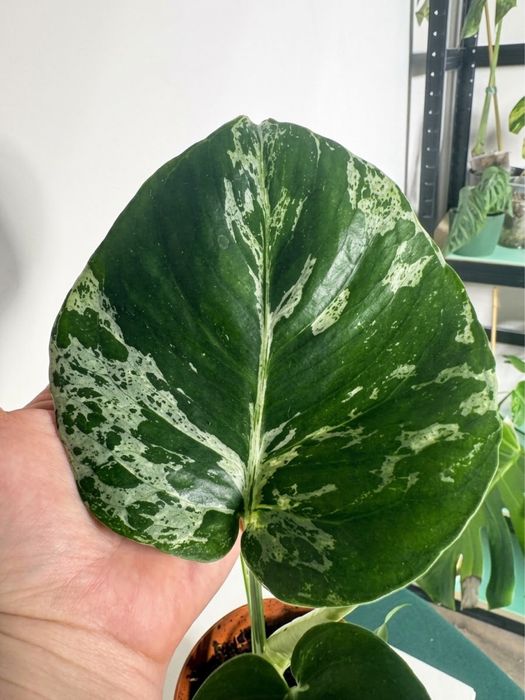 Monstera bulbasaur