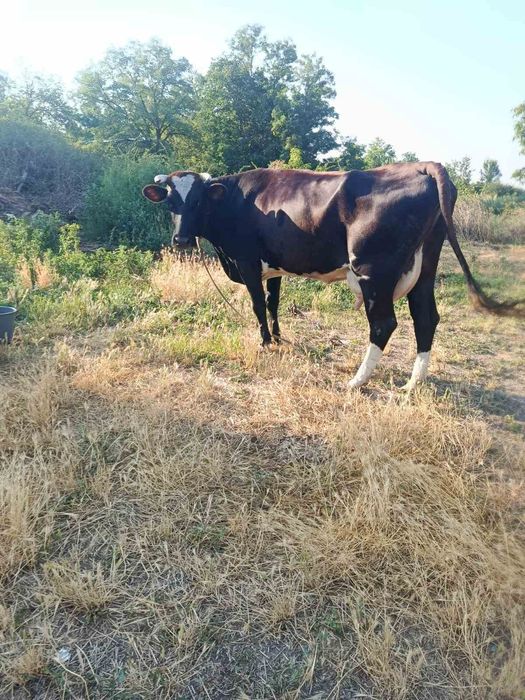 Продам корову на хозяйство