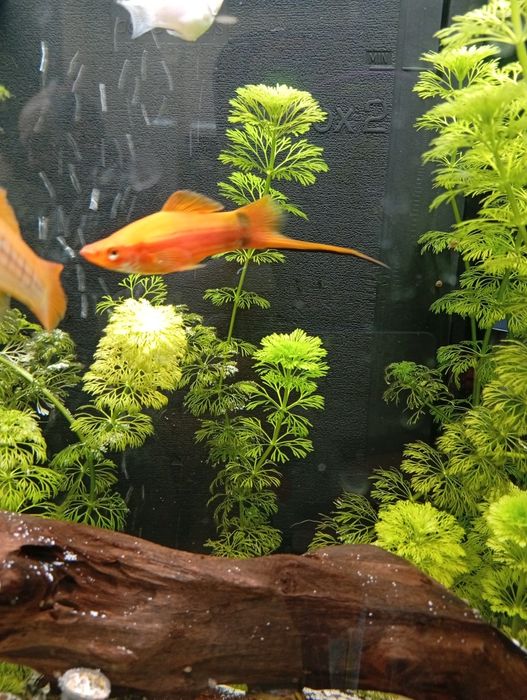 Peixe espada laranja