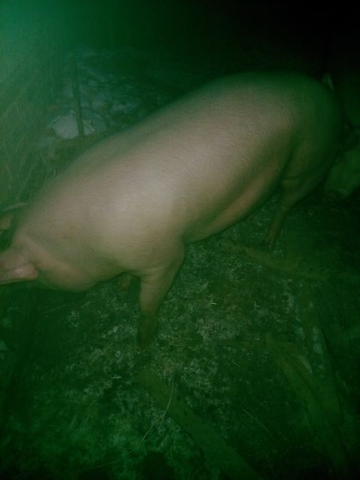 Продам ремку,свинку на свиноматку  мати f1