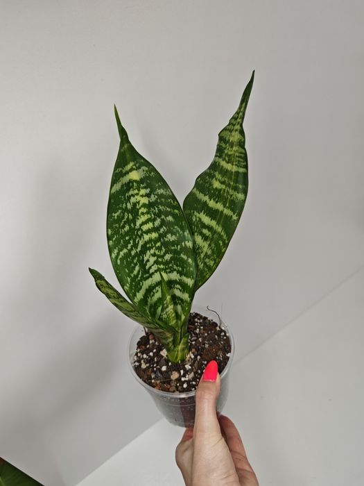 Sansevieria Futura var