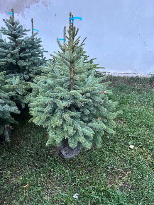Świerk kaibab, srebrny plantacja