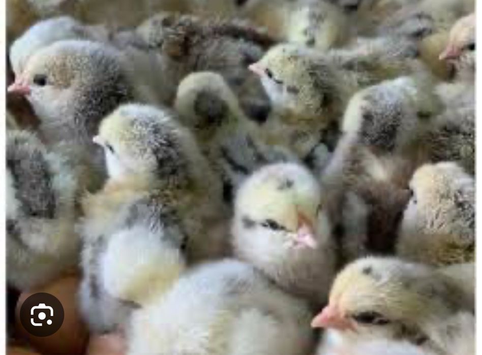 Курчата під замовлення