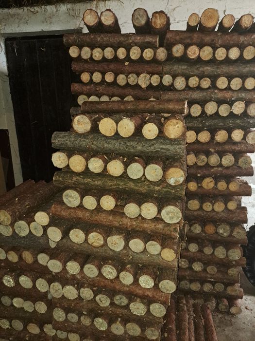 Pniaki do choinek, pieńki