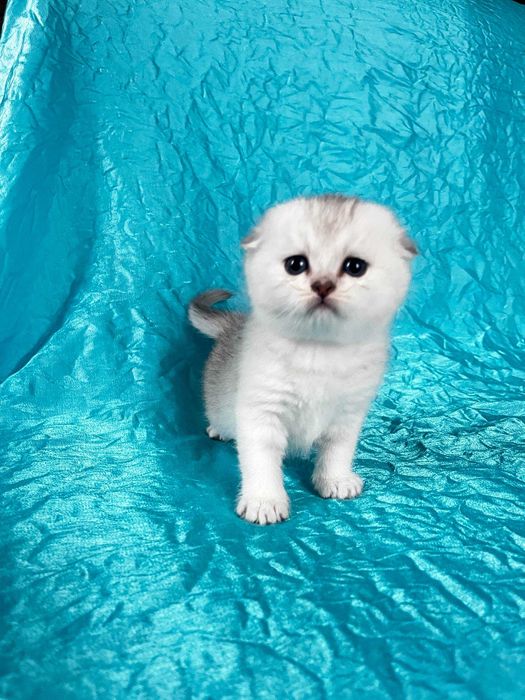 Кішечка Срібна шиншила