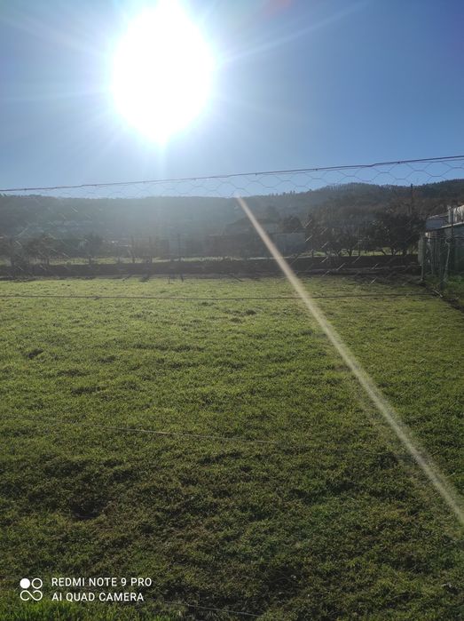 Ovos frescos galinhas criadas no campo