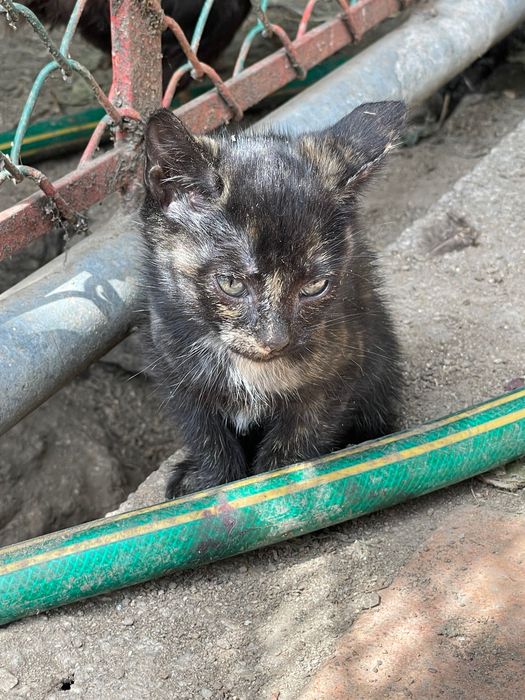 Gatinhas procuram novo lar