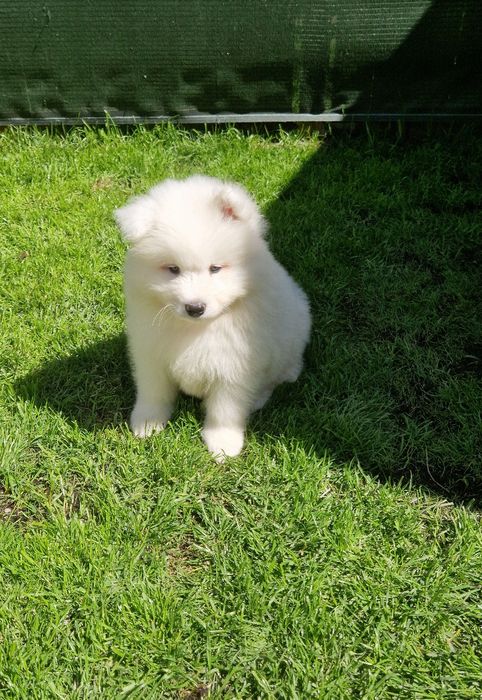 Śliczny  Samojed