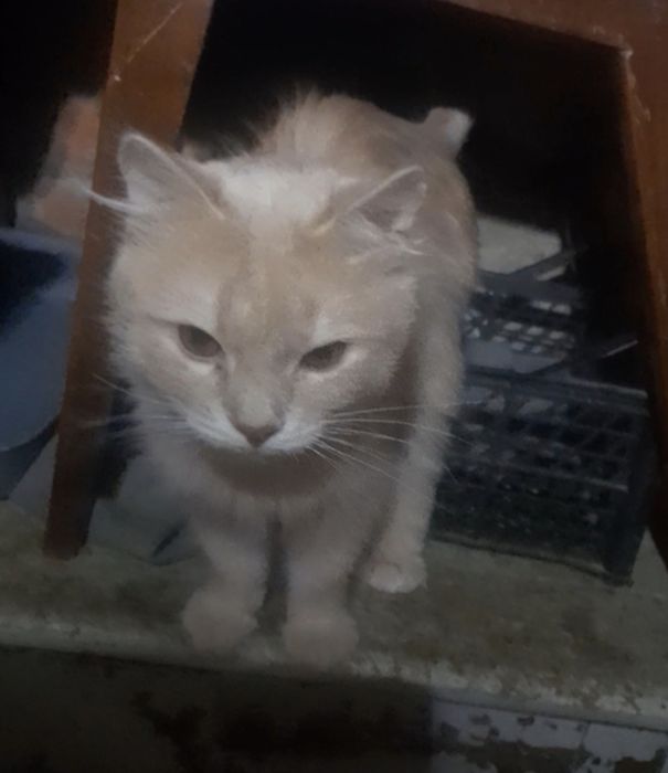 Котик в добрі руки