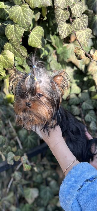 Йоркширский терьер