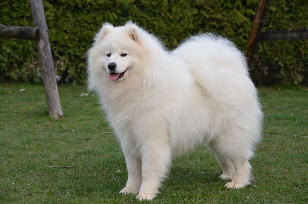 Samoyed ZKwP FCI suczka