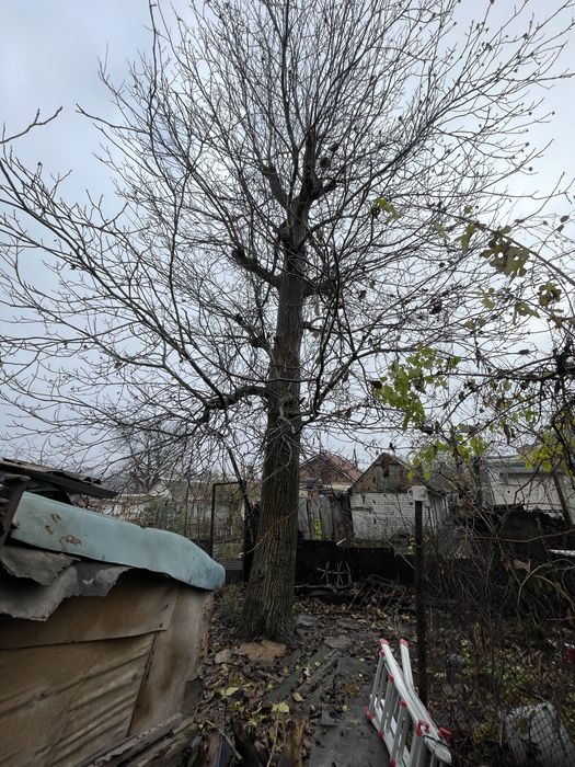 Обрезка деревьев на плодоношение Спил больших деревьев вывоз Бесплатно