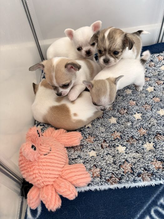 Chihuahua długowłosa – suczka, biało-łaciata.
