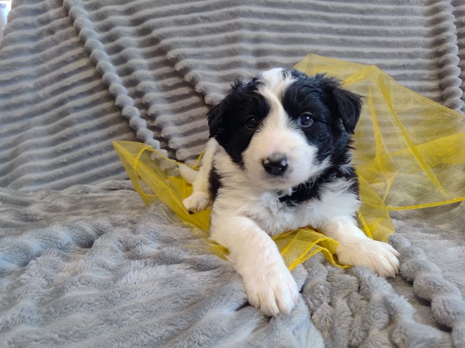 Border collie || szczeniaki — sunia || Kyra Promise