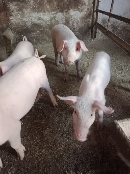 продам поросят ландрас
