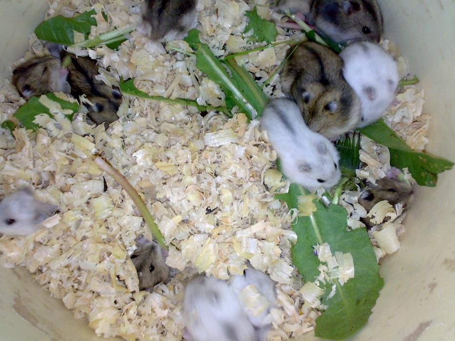 Оптом карликовые хомячки джунгарики ,джунгарский хомяк