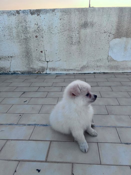 Splitz com 2 meses