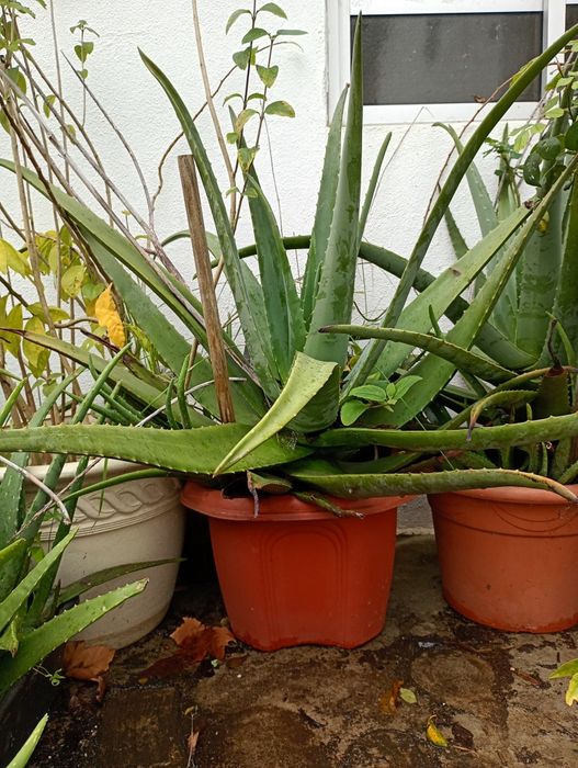 Aloé Vera Gigante