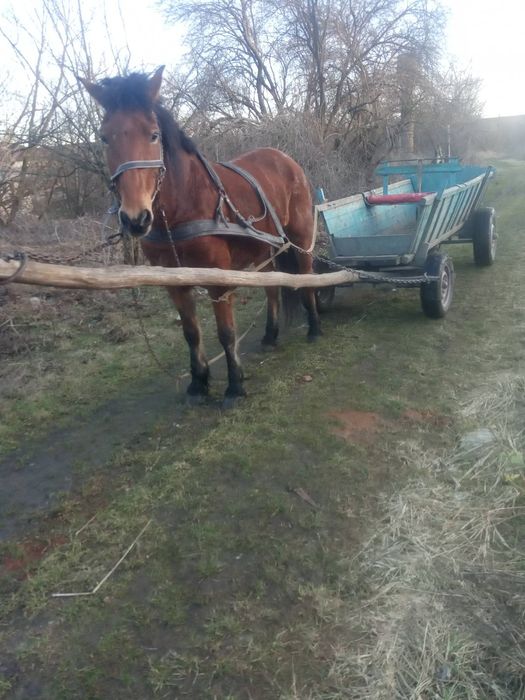 Продається кобила!