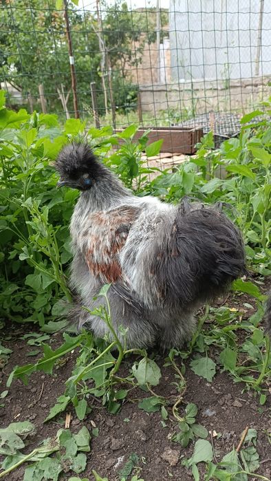 Китайская шелковая силки