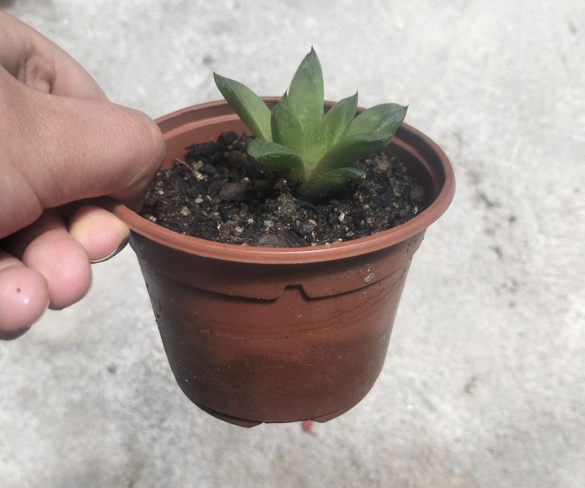 Planta Suculenta