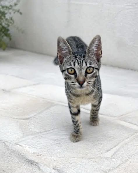 Bebé gatinha para adoção