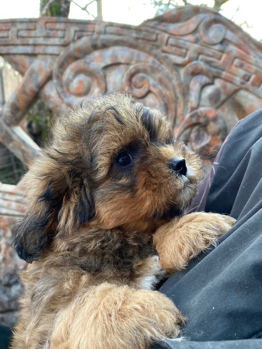 Чудовий песик породи Мальтипу Ф1 для подарунку