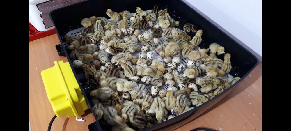 Ovos férteis e codornizes