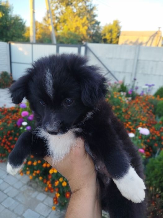 Собачка 2 месяца.